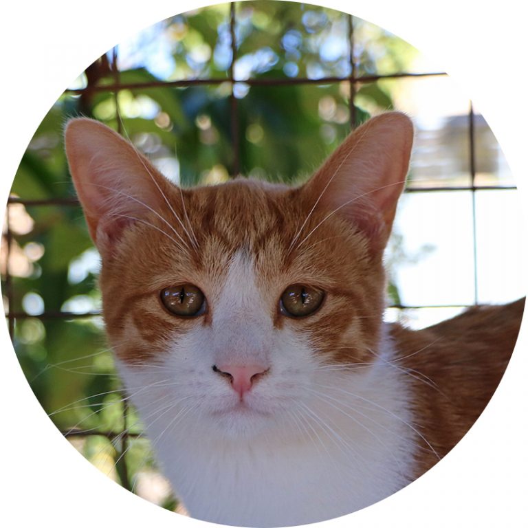 CatHeaven Rescue Cat Cafe